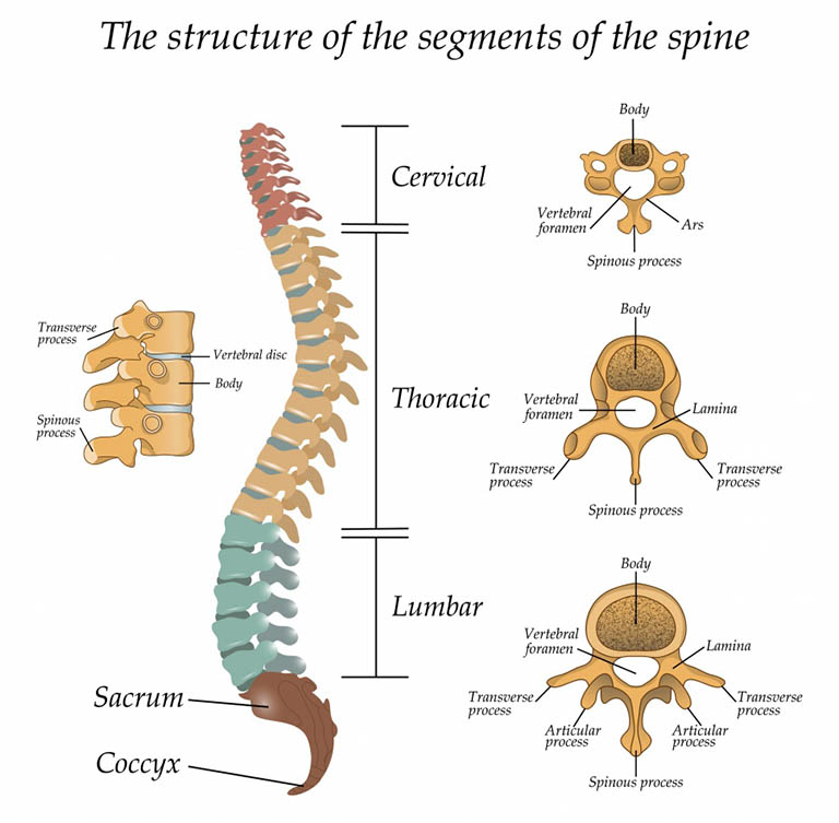 Cột sống con người được phân thành 5 đoạn tương ứng với đường cong của cột sống