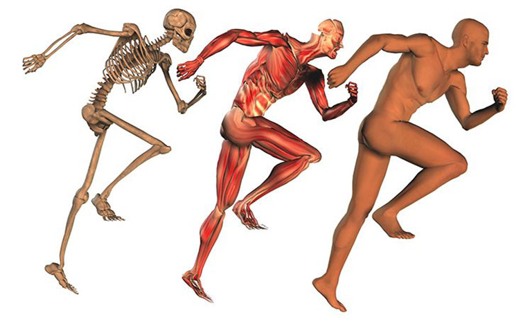 Chức năng của hệ cơ và hệ xương