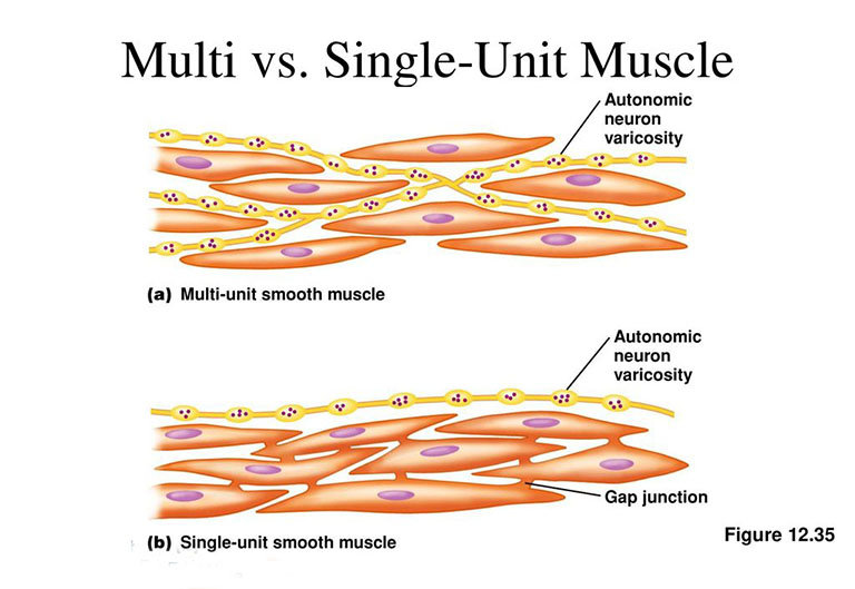 Đặc điểm của cơ trơn đa đơn vị và một đơn vị