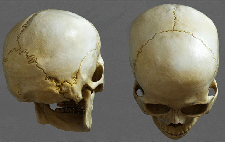 Mặt trên và mặt sau của sọ