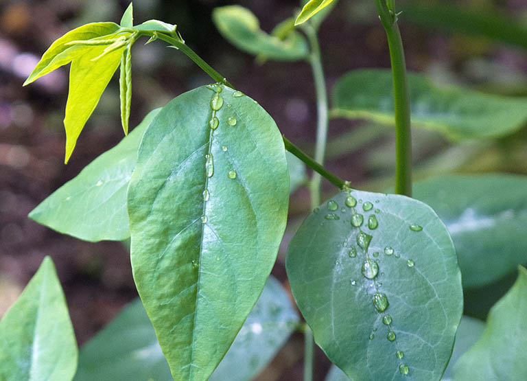 lợi ích của rau ngót