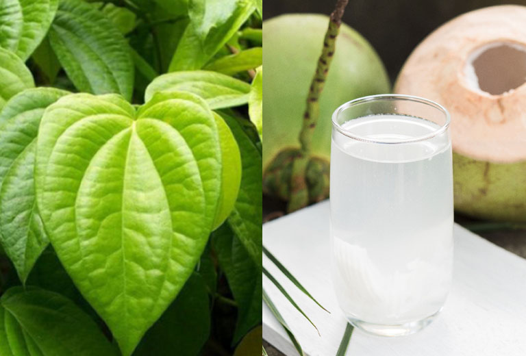 Hướng dẫn cách chữa bệnh gout bằng nước dừa và lá trầu không