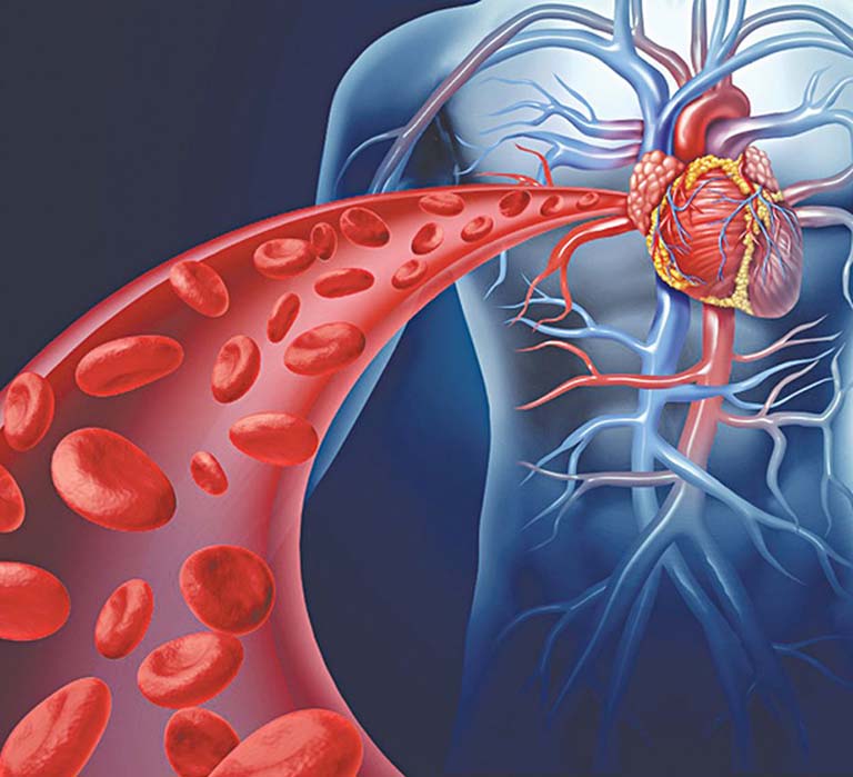 Cơ tim có chức năng đẩy máu lưu thông trong hệ tuần hoàn
