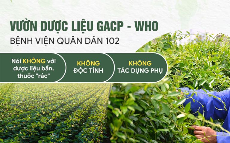 Toàn bộ thành phần bài thuốc đảm bảo đạt chuẩn GACP - WHO an toàn cho trẻ nhỏ