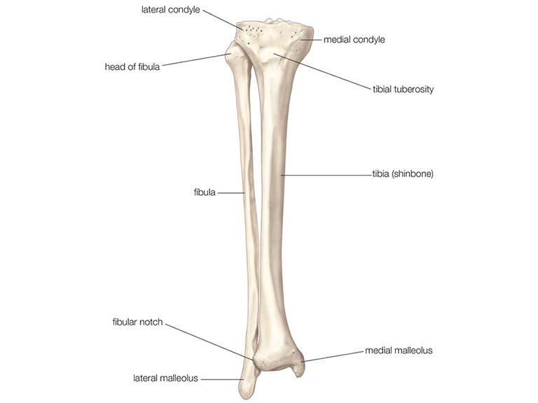 Trục xương chày có bốn đường viền