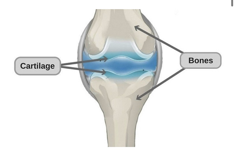Sụn khớp gối là một mô mỏng và có độ đàn hồi tốt