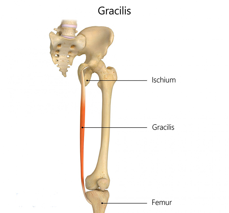 Cơ Gracilis