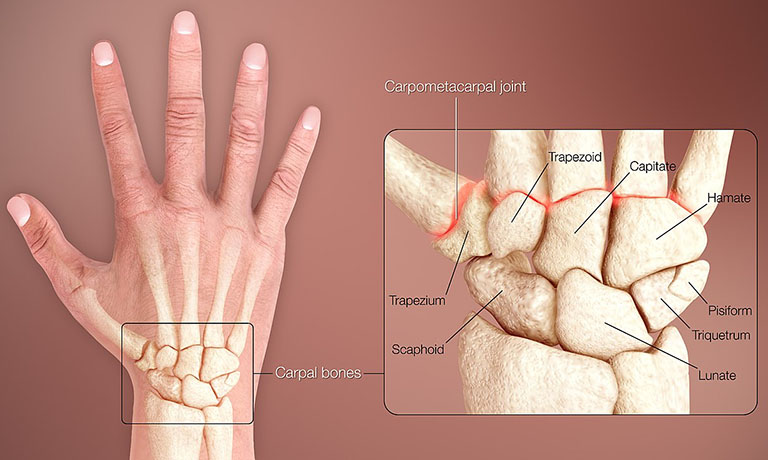 Các bề mặt của xương thuyền