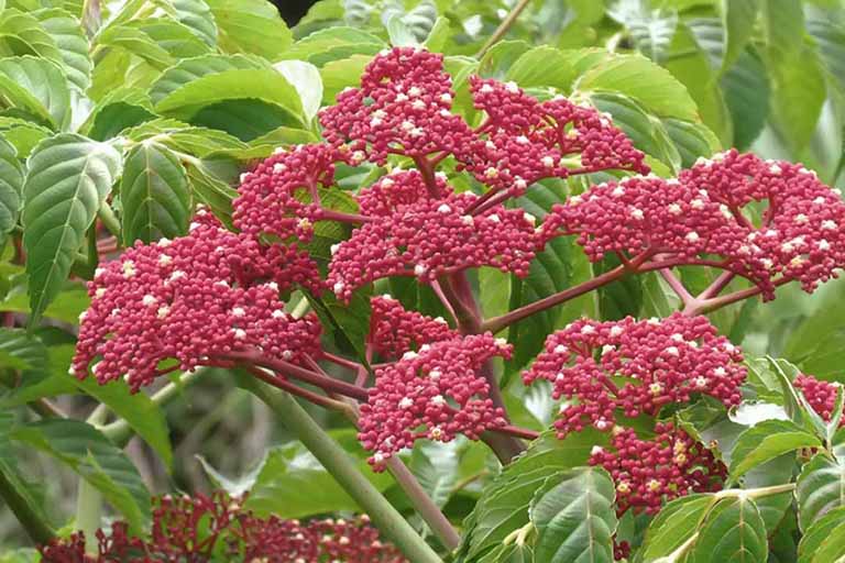 Cây Gối hạc (Leea rubra Blume)