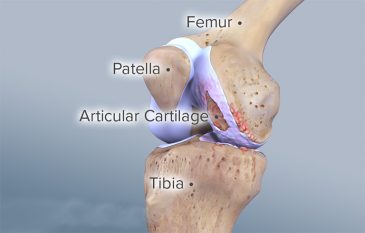 sụn khớp có tái tạo được không